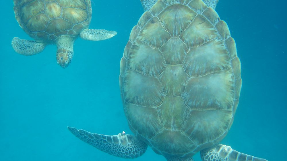 Wasserschildkröten