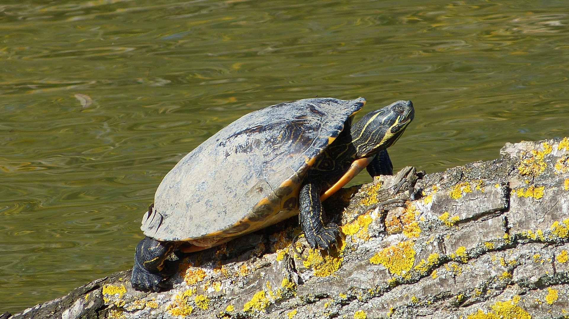 Wasserschildkröten 