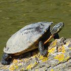 Wasserschildkröten 