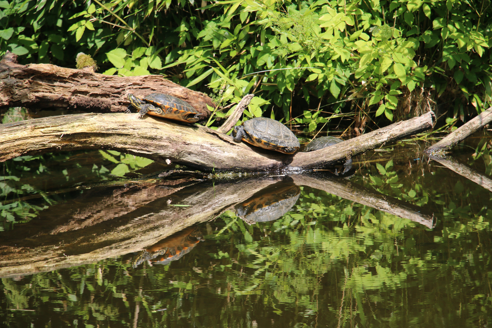 Wasserschildkröten beim Sonnen