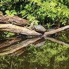 Wasserschildkröten beim Sonnen