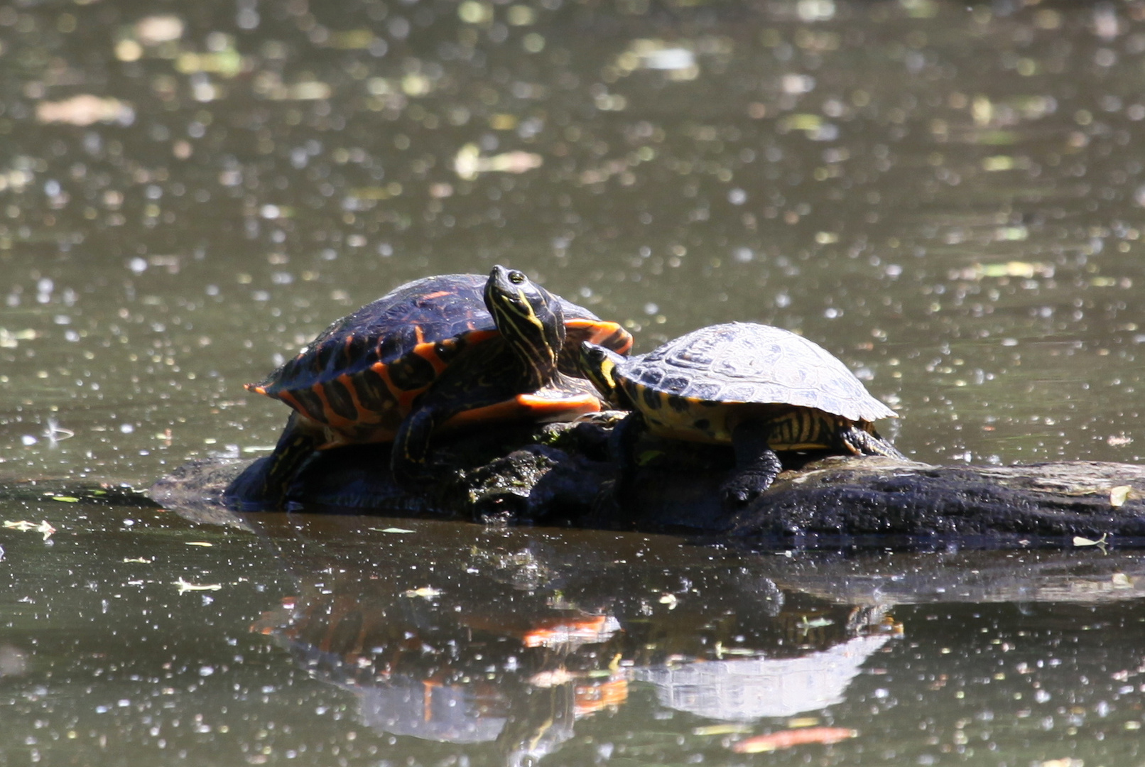 Wasserschildkröten beim Sonnenbad