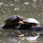 Wasserschildkröten beim Sonnenbad