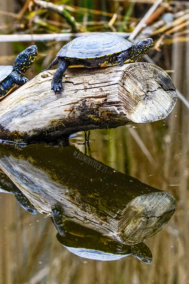 Wasserschildkröten