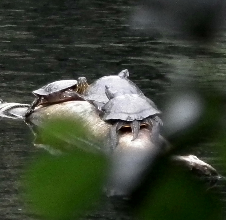 Wasserschildkröten