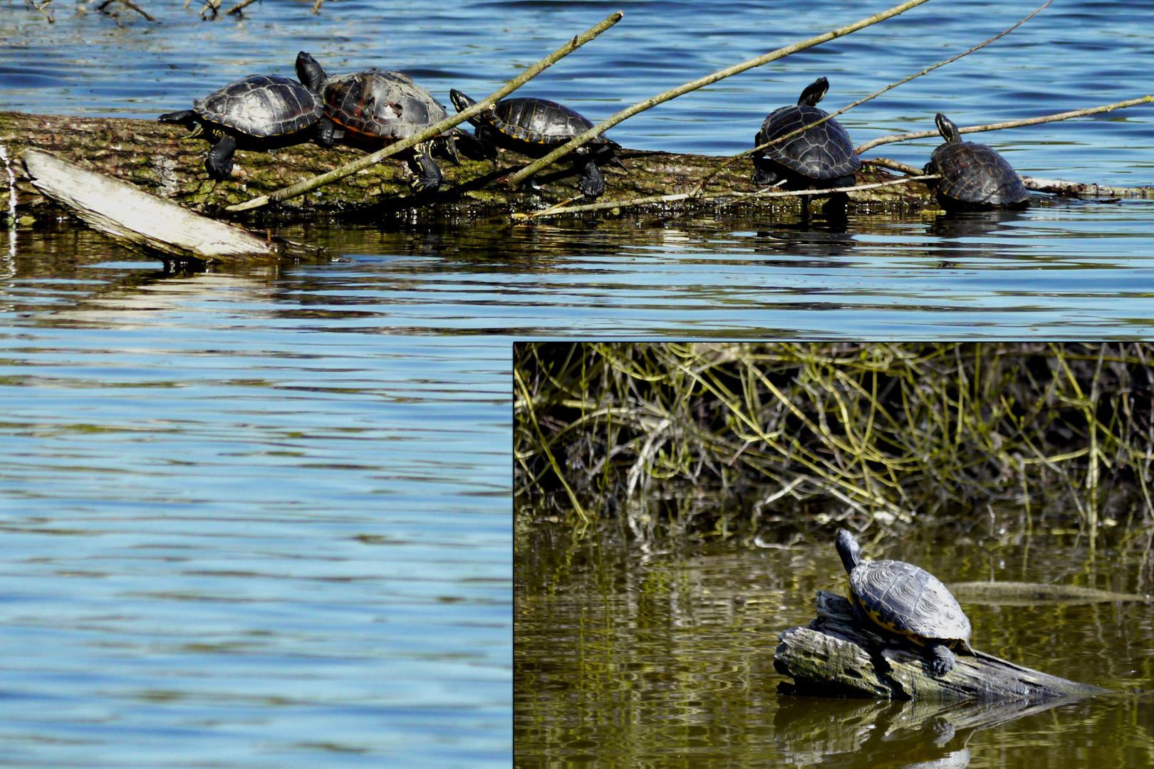 Wasserschildkröten genießen die Frühlingssonne