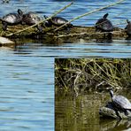 Wasserschildkröten genießen die Frühlingssonne