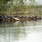 Wasserschildkröten genießen die Frühlingssonne (II)