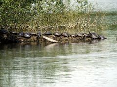 Wasserschildkröten genießen die Frühlingssonne (II)