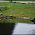 Wasserschildkröten im Botanischen Garten Bonn