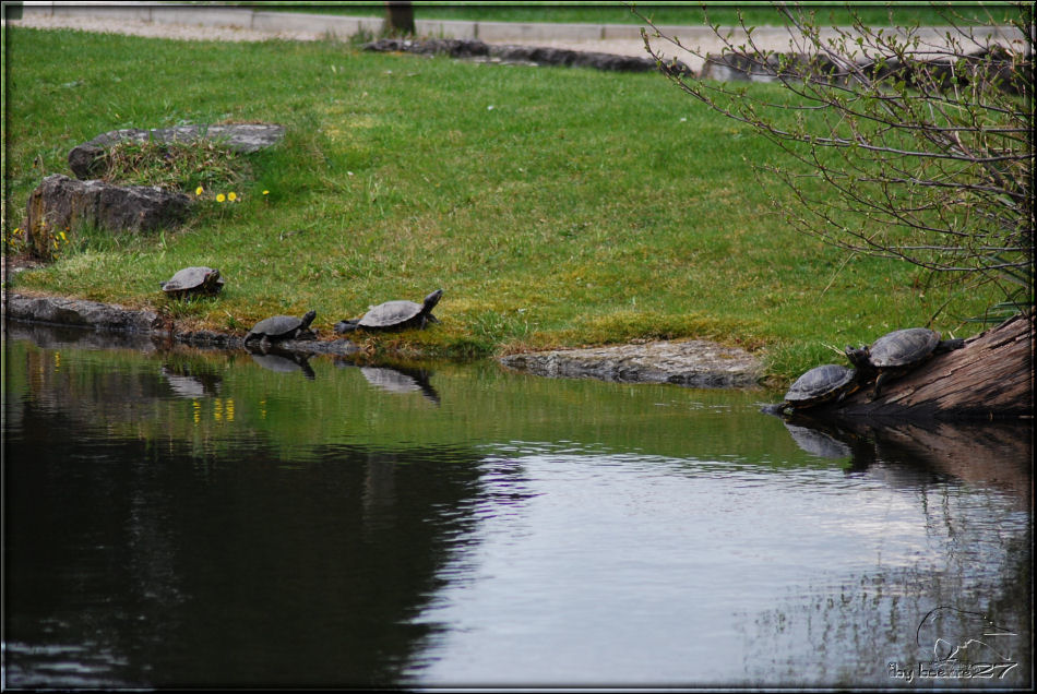 Wasserschildkröten im Botanischen Garten Bonn