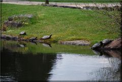 Wasserschildkröten im Botanischen Garten Bonn