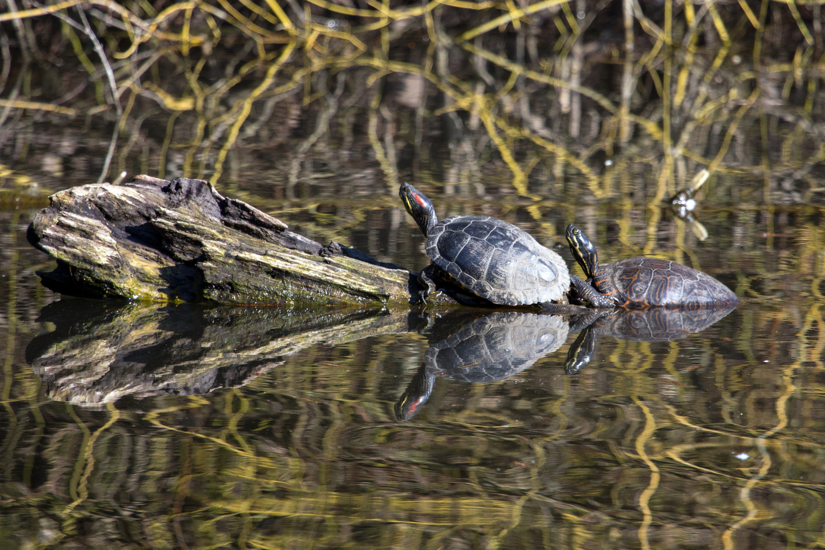 Wasserschildkröten im Bruchsee (Heppenheim) (I)