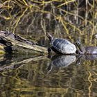 Wasserschildkröten im Bruchsee (Heppenheim) (I)