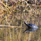 Wasserschildkröten im Bruchsee (Heppenheim) (II)