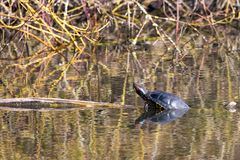 Wasserschildkröten im Bruchsee (Heppenheim) (II)