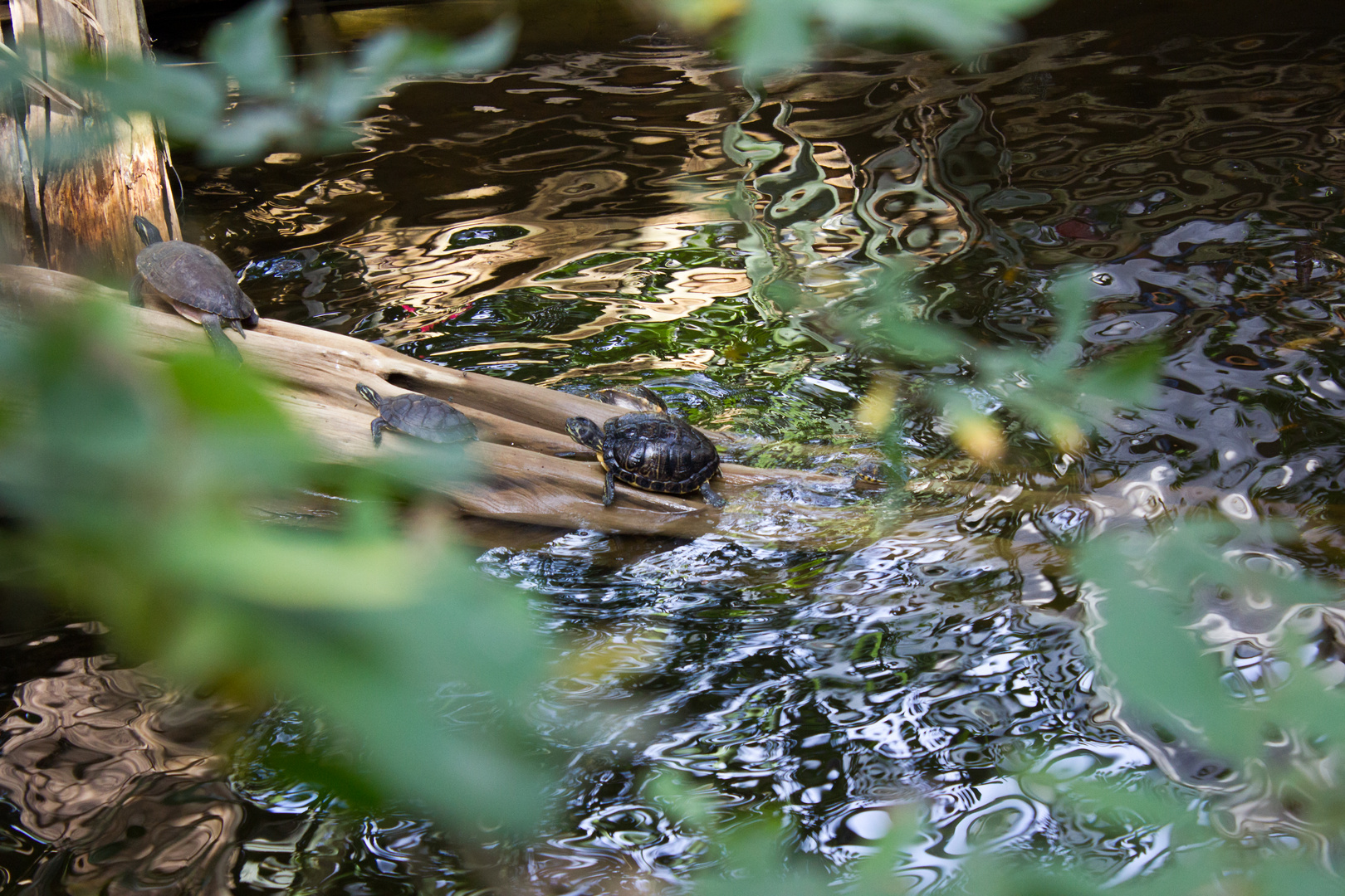 Wasserschildkröten in der Biosphäre Potsdam