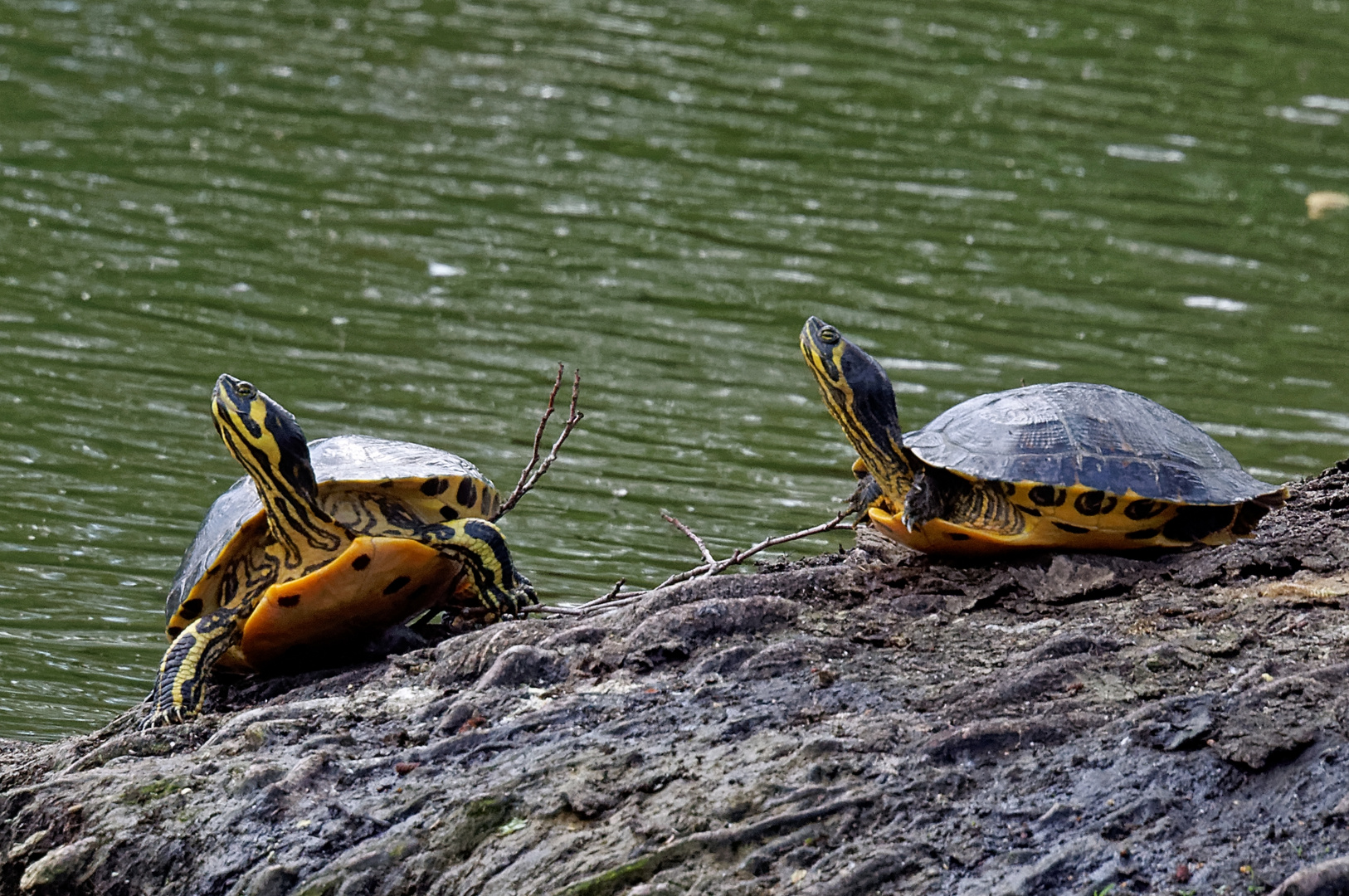 Wasserschildkröten in freier Natur !