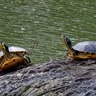 Wasserschildkröten in freier Natur !