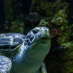 Wasserschildkrötenportrait