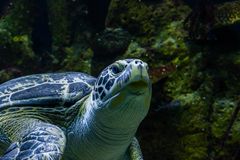 Wasserschildkrötenportrait