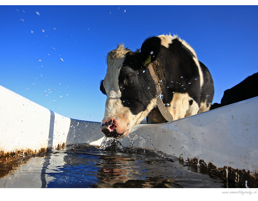 wasserschlacht