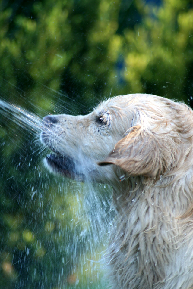 wasserschlacht