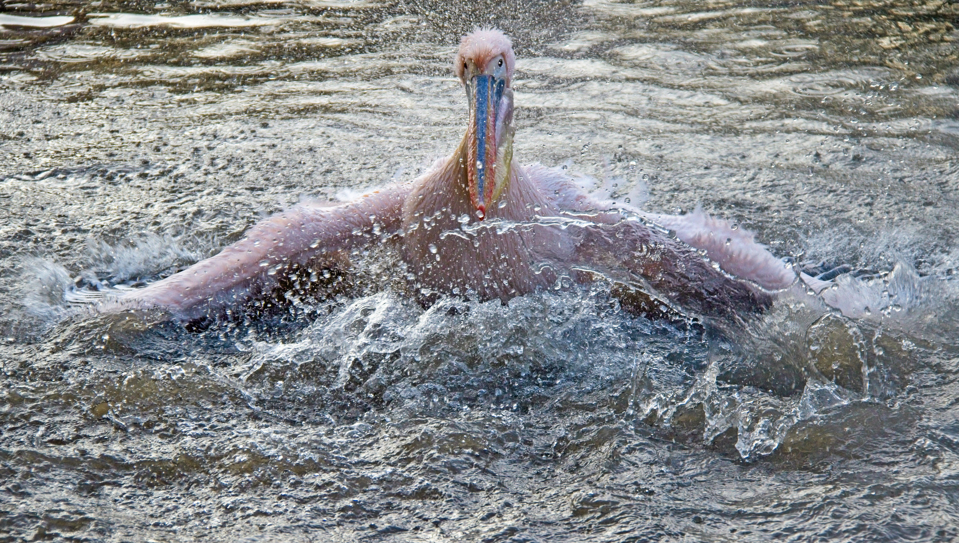 Wasserschlacht bei den Pelikanen