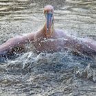 Wasserschlacht bei den Pelikanen