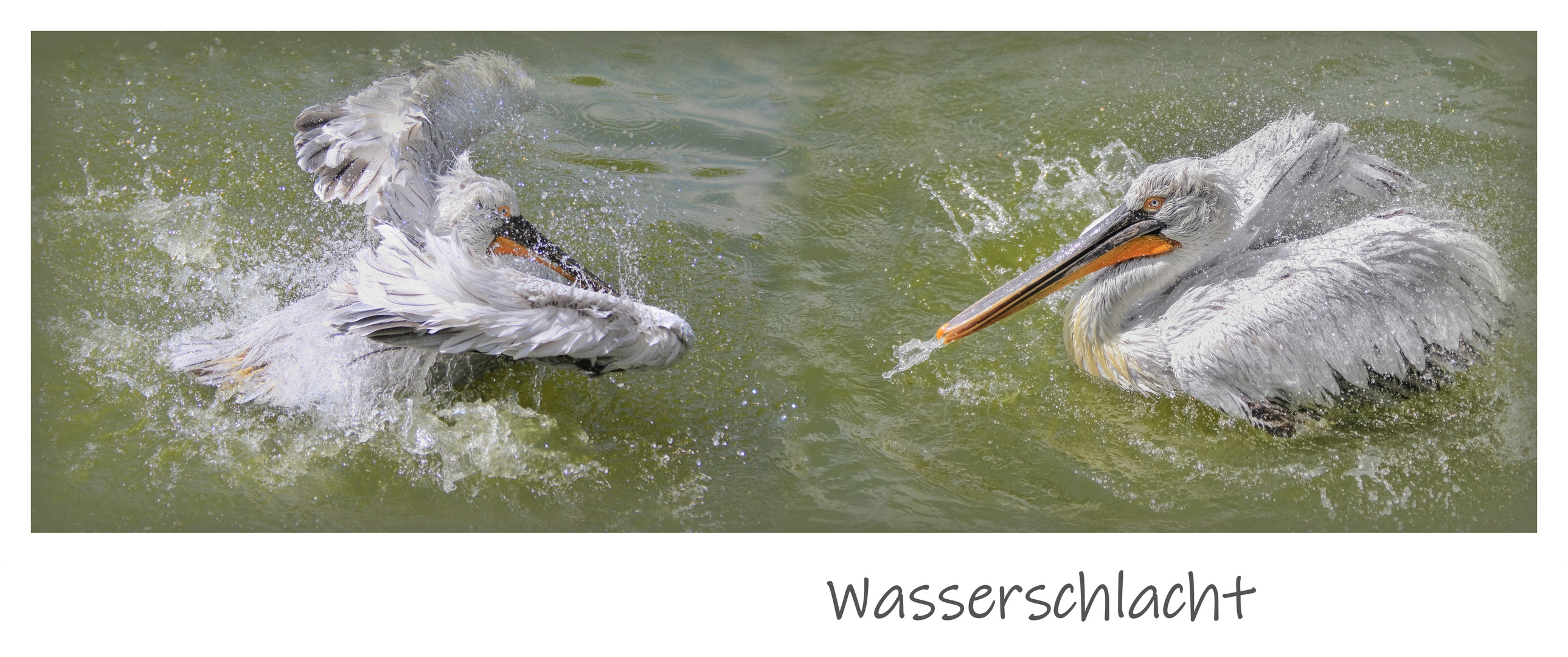 Wasserschlacht