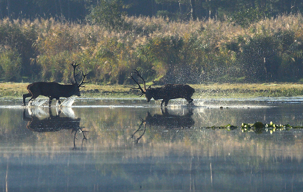 Wasserschlacht mit Puplikum