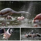 Wasserschlacht unter Flamingos