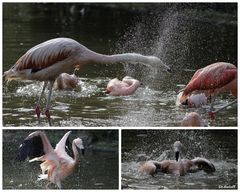 Wasserschlacht unter Flamingos