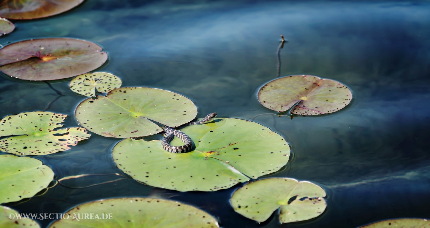 Wasserschlange