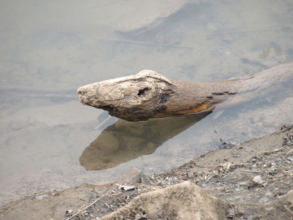 Wasserschlange