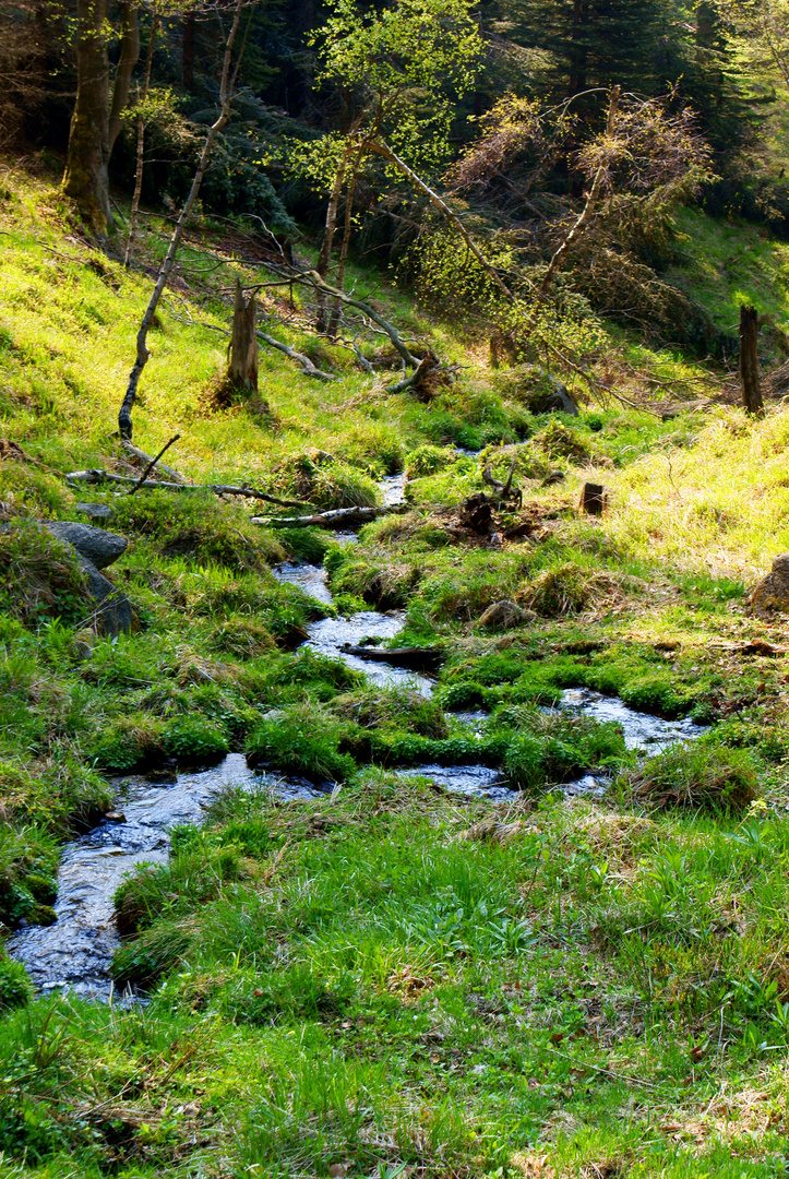 Wasserschlange