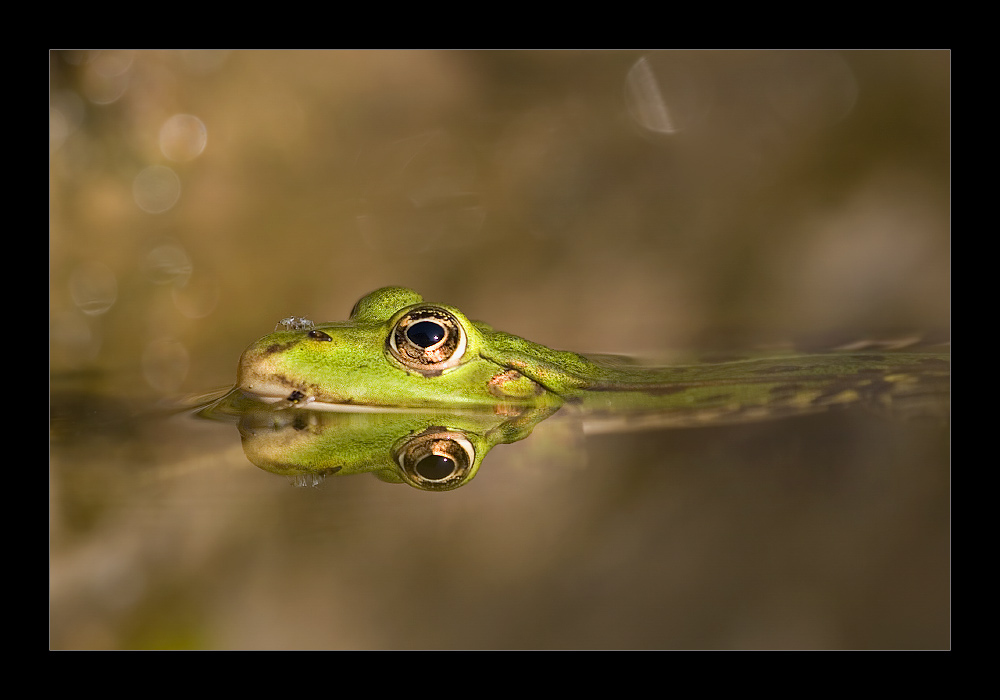 Wasserschlange