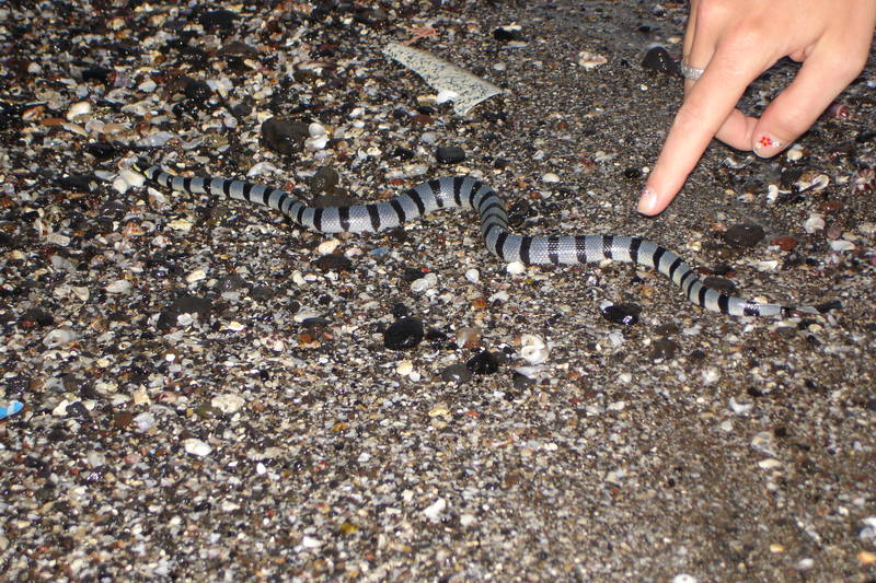 Wasserschlange auf Bali Foto & Bild tiere, wildlife, amphibien & reptilien Bilder auf
