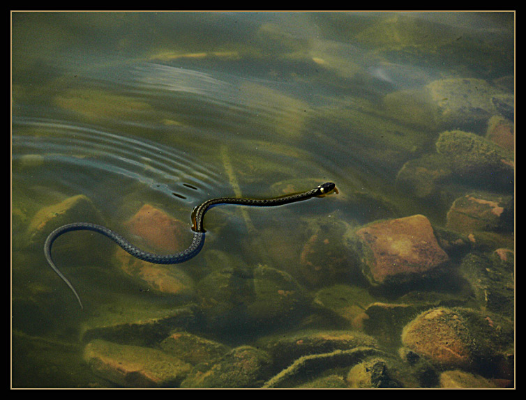 Wasserschlange