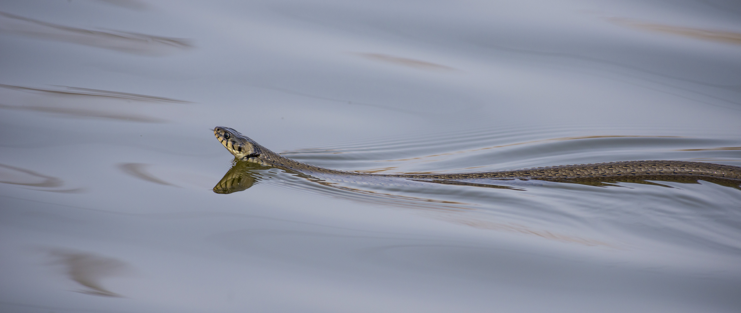 Wasserschlange beim Fischersee