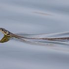 Wasserschlange beim Fischersee