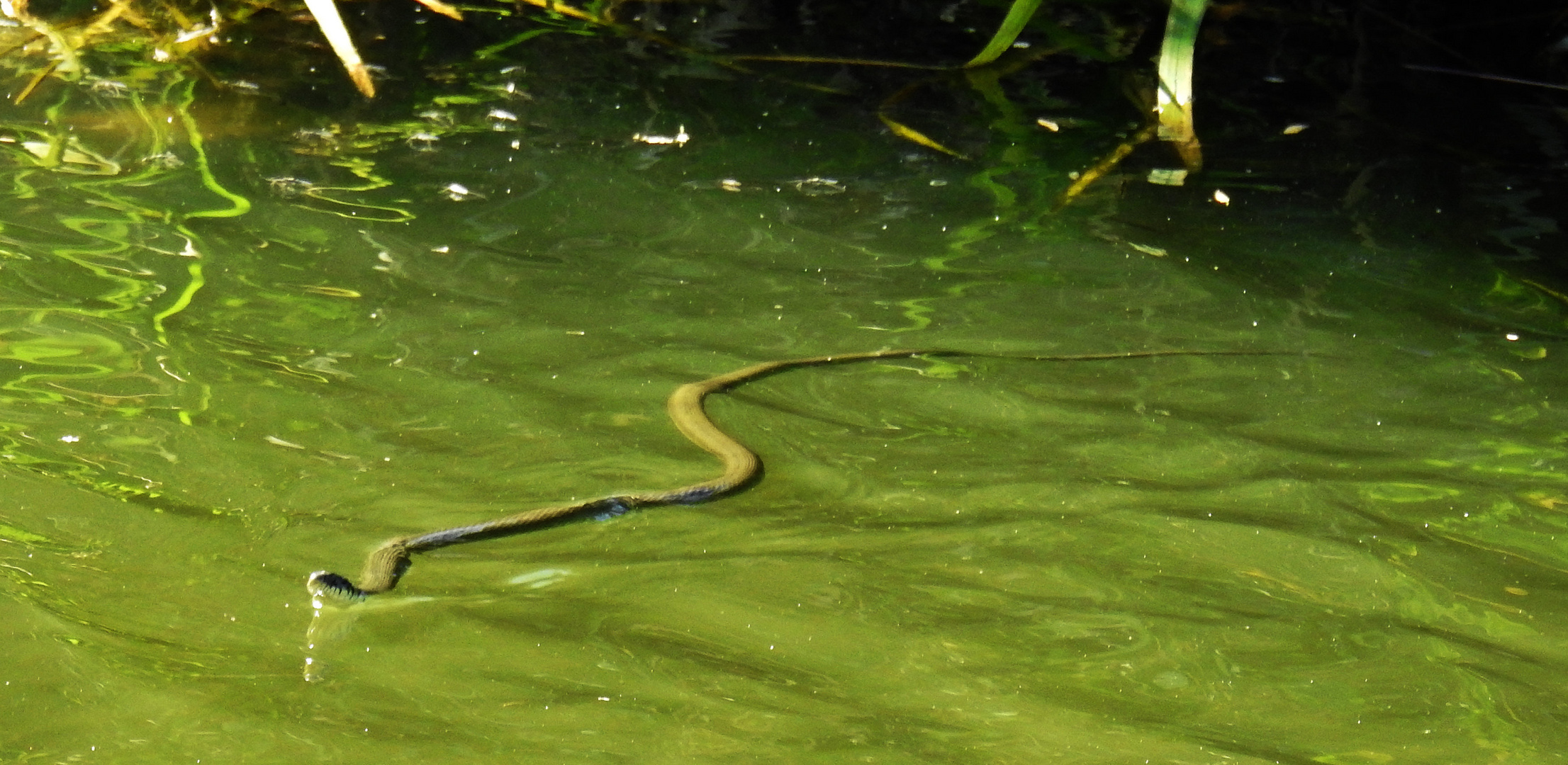 Wasserschlange Foto & Bild tiere, wildlife, amphibien & reptilien