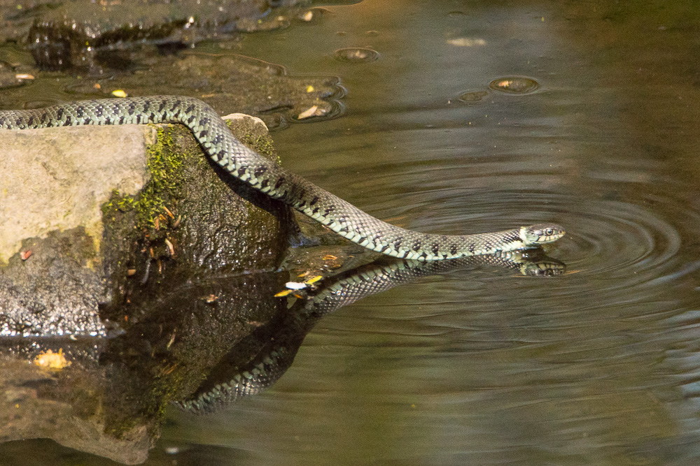 Wasserschlange Foto & Bild | tiere, wildlife, amphibien & reptilien