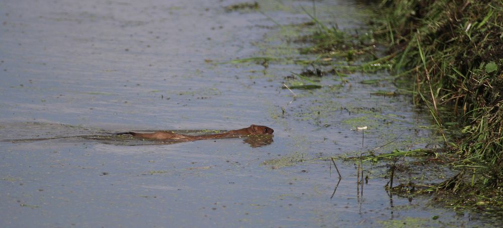 Wasserschlange im Pelzmantel