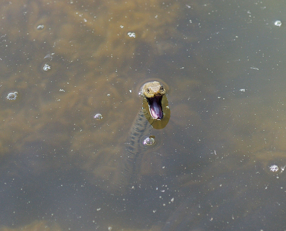 Wasserschlangen .....