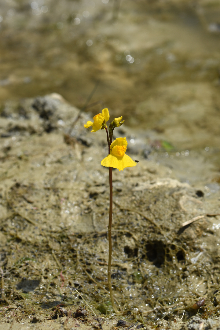 Wasserschlauch auf dem Trockenem