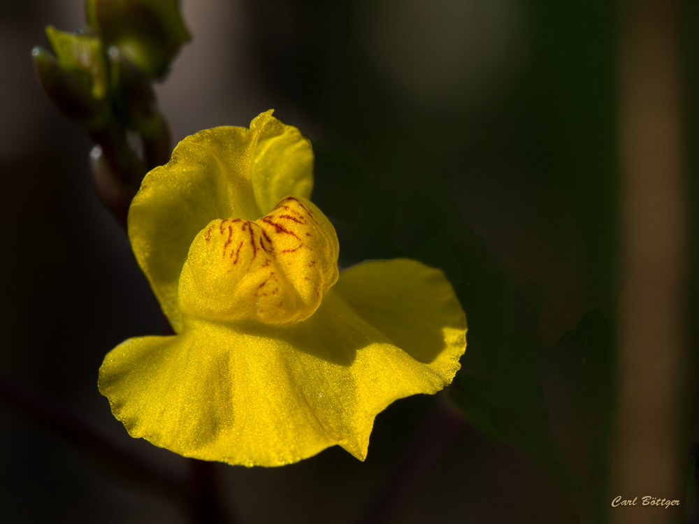 Wasserschlauch Blüte