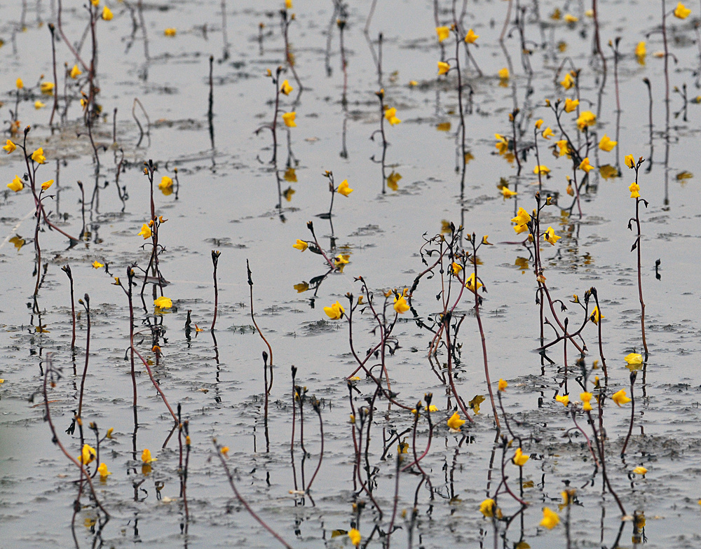 Wasserschlauch: Fleischfresser mit gelben Blüten