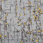 Wasserschlauch: Fleischfresser mit gelben Blüten