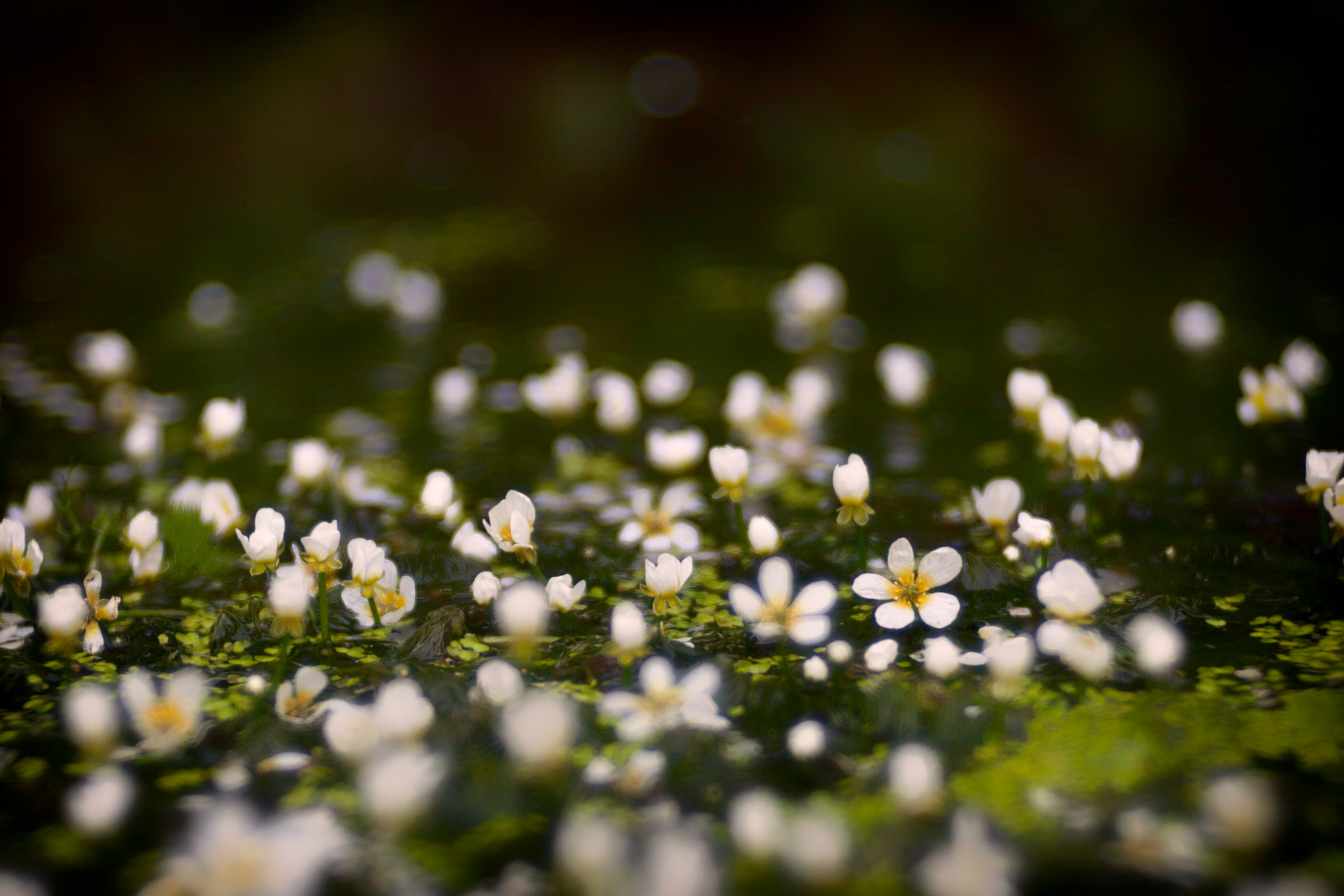 Wasserschmuck